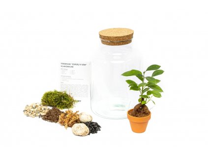 25500 1 sklenena doza helenium osazej si sam ficus microcarpa ginseng l