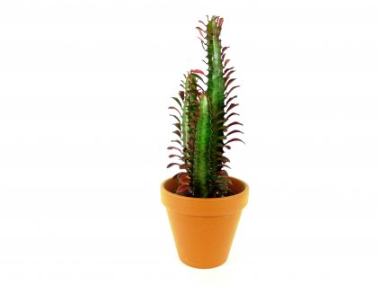 Gardners.cz Euphorbia trigona rubra 2