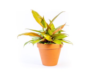 Philodendron Prince of Orange, průměr 12-14 cm  Filodendron