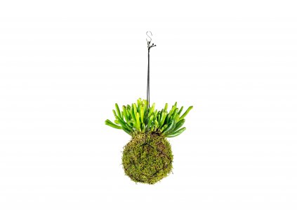 gardners.cz kokedama Crassula, malá (1)