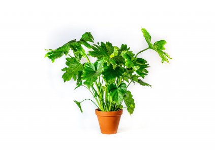 Philodendron Mix, průměr 15-17 cm - ZACHRAŇ KYTKU  Filodendron