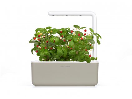 SG3 beige wild strawberry plant