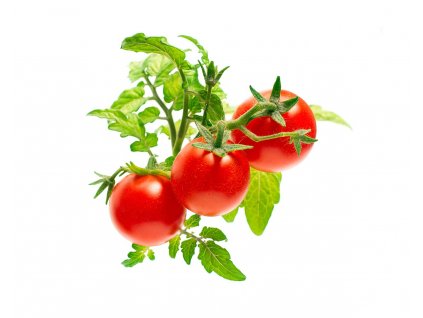 Mini Tomato plant 1200x960