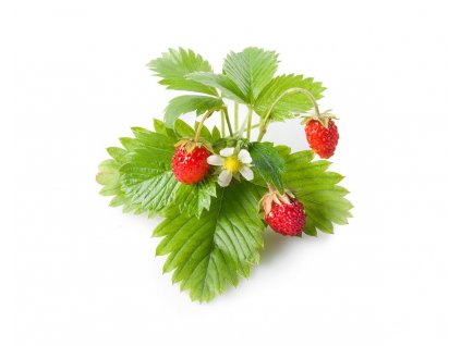 Wild Strawberry plant 1200x960