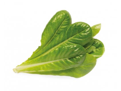 romaine lettuce 1200x960