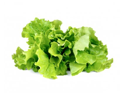 Green Lettuce plant 1200x960