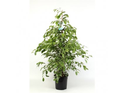 ■ Ficus Golden King 27Ø 135cm