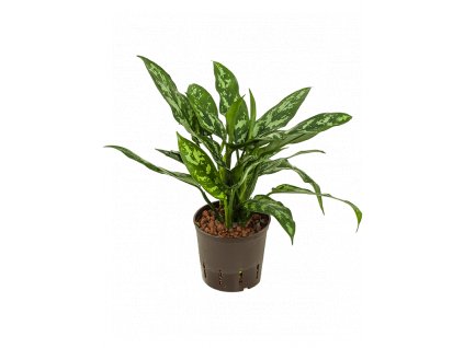 27192 aglaonema maria prumer 13 cm hydroponie