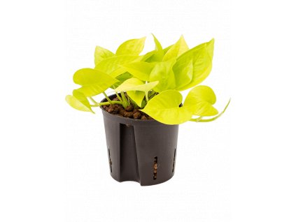 27210 epipremnum neon golden potos prumer 13 cm hydroponie