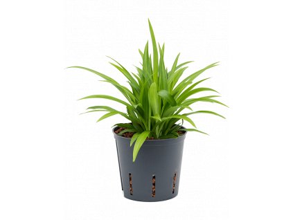 27234 chlorophytum lemon prumer 13 cm hydroponie