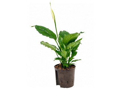 27255 spathiphyllum prumer 13 cm hydroponie