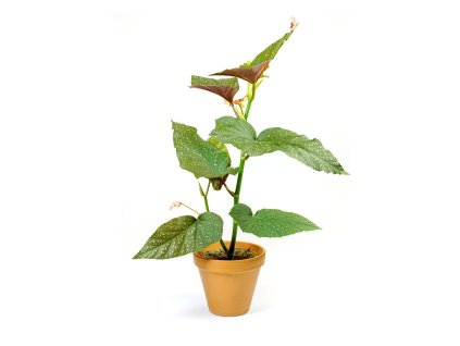 Begonia Corallina, průměr 12-14 cm  Begónie, andělská křídla