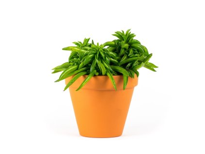 Gardners.cz Peperomia Happy Bean