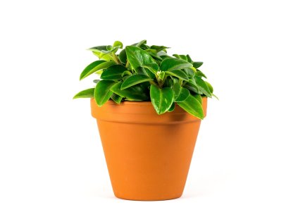 2787 peperomia pixie mix prumer 12 cm