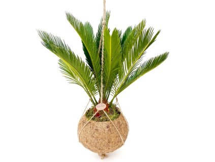 Kokodama Cycas revoluta (L)  Cykas japonský