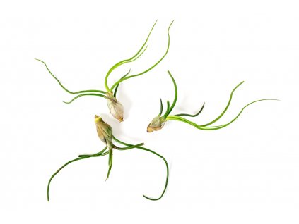 285 tillandsia bulbosa