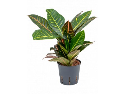 28729 codiaeum mix prumer 13 cm hydroponie