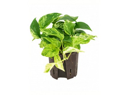 28741 epipremnum marble queen prumer 13 cm hydroponie