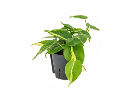 28753 philodendron scandens brasil prumer 13 cm hydroponie