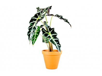 Alocasia amazonica Polly, průměr 11-12 cm  Alokásie,  Alokázie