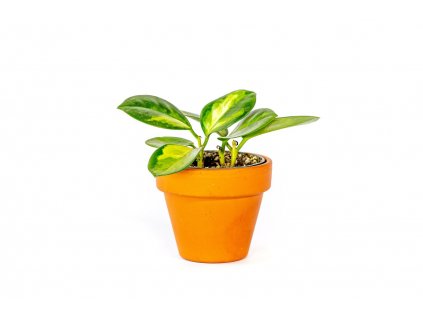 Hoya australis Lisa, průměr 6 cm  Hoja, Voskovka