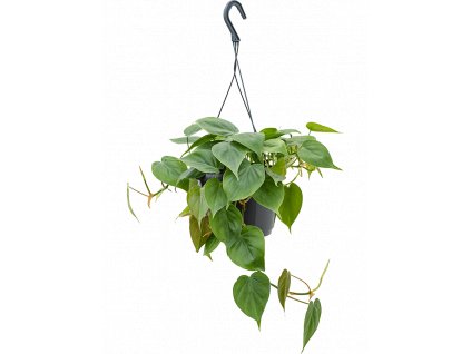 Philodendron scandens - závěs, průměr 20 cm  Filodendron