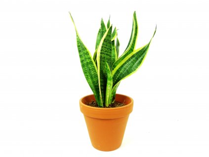 Sansevieria trifasciata Laurentii, průměr 19 cm  Sanseveria, Tchýnin jazyk, Tenura