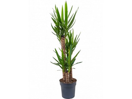 Gardners.cz Yucca, průměr 27 cm