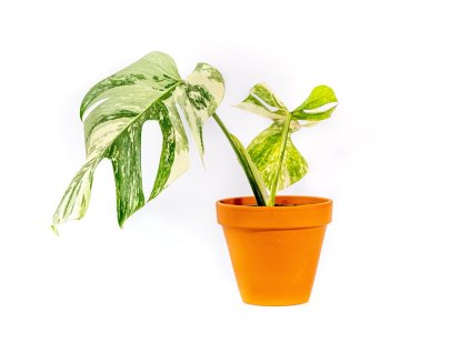 Monstera deliciosa variegata, průměr 10 cm SLOW PLANT3