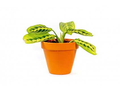 Marantha leuconeura Lemon Lime Green, průměr 8 cm SLOW PLANT