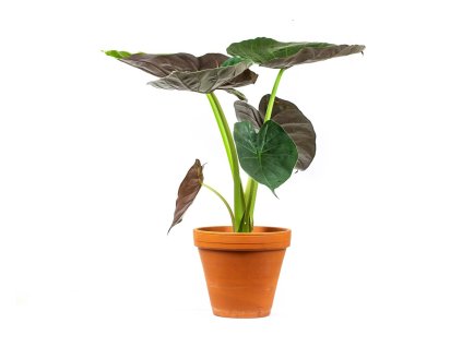 Alocasia Wentii, průměr 24 cm  Alokásie,  Alokázie