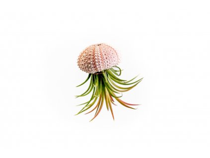 Gardners.cz Medusa ROSE s Tillandsií ionantha