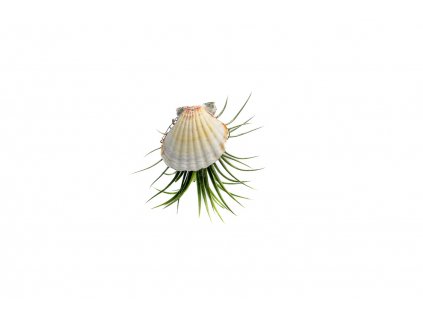 28993 13 musle s tillandsii ionantha