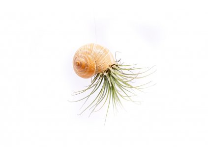 28996 8 snek s tillandsii ionantha