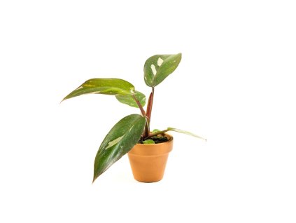 Philodendron Pink Princess, průměr 6 cm - ZACHRAŇ KYTKU  Filodendron