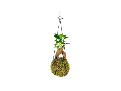 29371 kokedama ficus microcarpa ginseng s zachran kytku