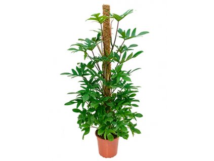 Philodendron pedatum s kokosovou vzpěrou 150 cm, průměr 27 cm  Filodendron