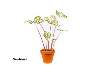 29434 caladium mix prumer 12 13 cm zachran kytku