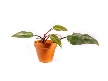 Gardners produkt 016