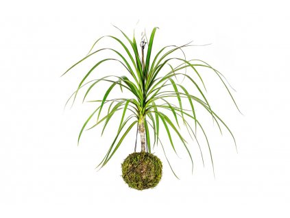 Kokedama Dracaena marginata (L)  Dracéna lemovaná, dračinec