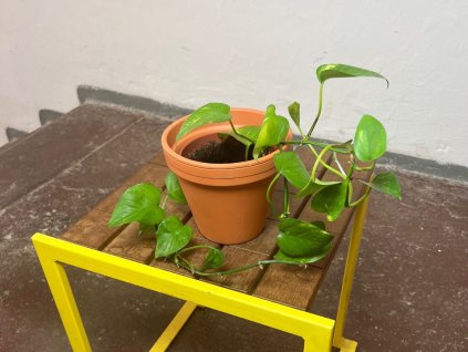 Epipremnum aureum, průměr 12 cm - SLOW PLANT