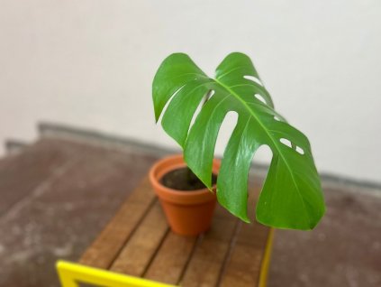 Monstera deliciosa, průměr 12 cm - SLOW PLANT