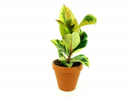 Gardners.cz Ficus elastica Shivereana 2
