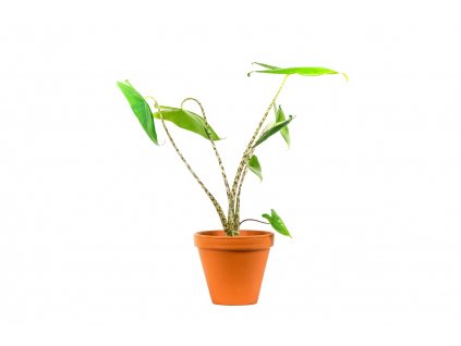 Alocasia Zebrina, průměr 19 cm  Alokásie,  Alokázie