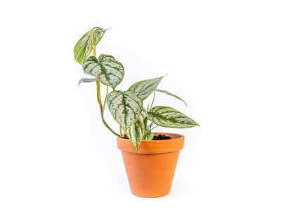 Philodendron Brandtianum, průměr 12 cm  Filodendron