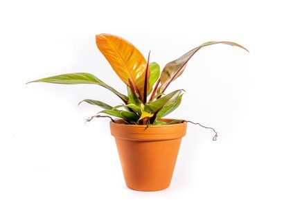 Philodendron Red Sun, průměr 12 cm  Filodendron