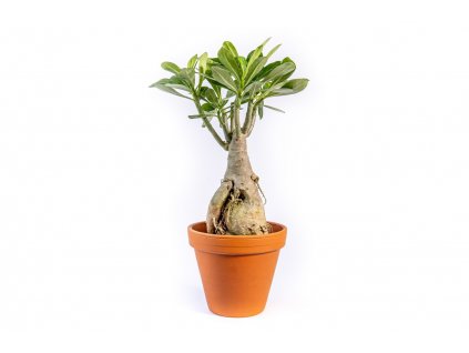 Gardners 019