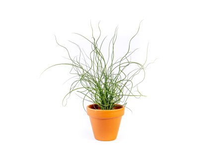 Gardners Juncus effusus Spiralis, průměr 6 cm
