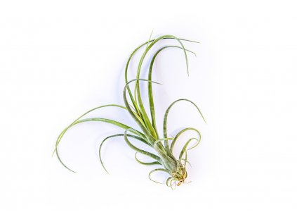 30051 1 tillandsia curly slim