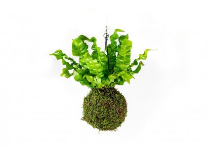 Kokedama Asplenium Crispy Wave (L)  Sleziník